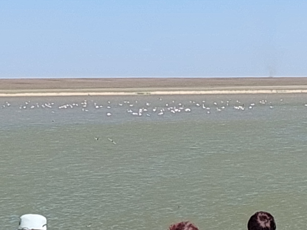 Коргалжынский заповедник