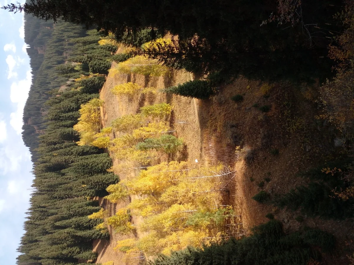 Oi-Qaragai "Forest Fairy Tale"
