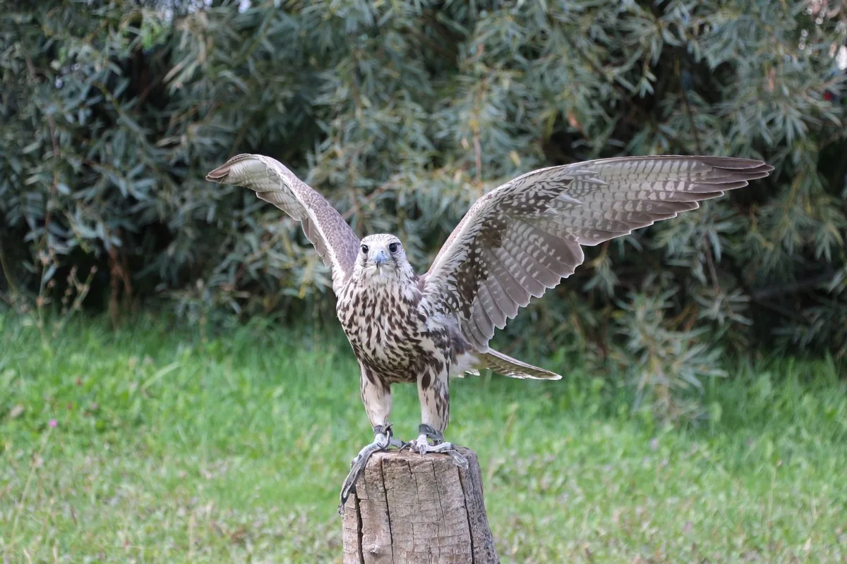 Sunkkar Falcon Breeding Center