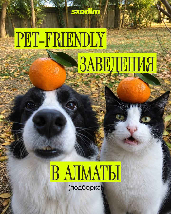 Подборка pet-friendly заведений Алматы
