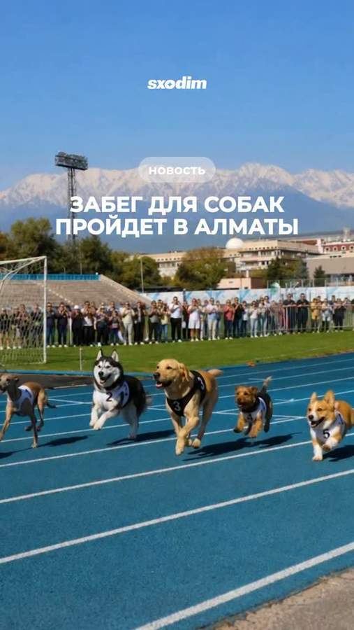 Pro Plan Dog Run — спортивный забег с собаками