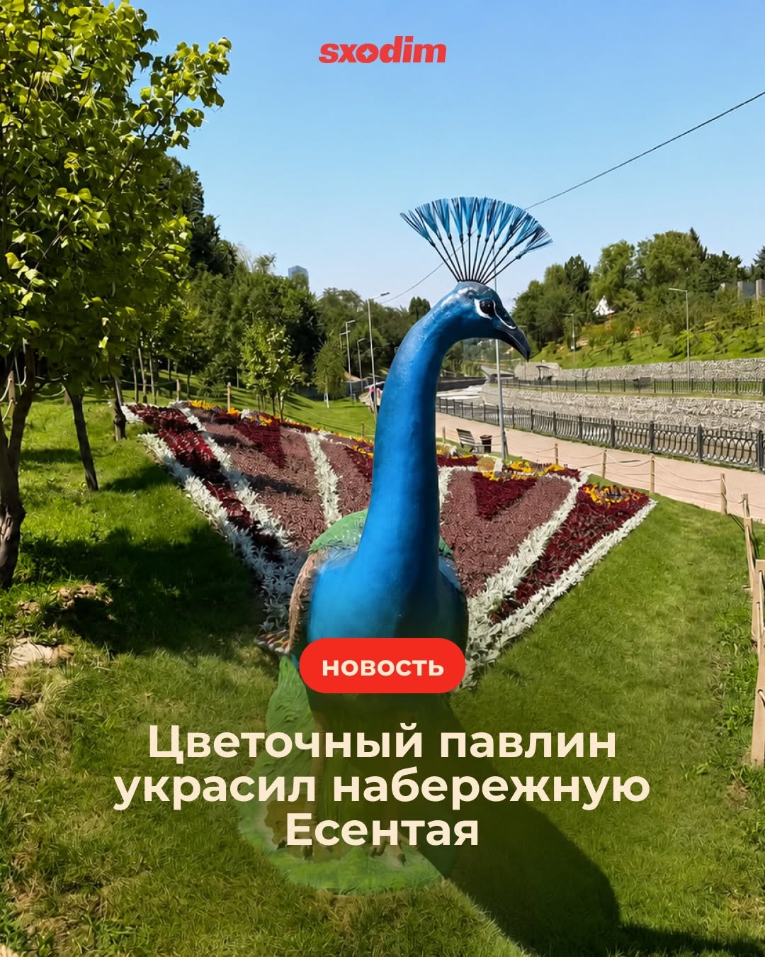 Топиарная композиция «Павлин» на набережной реки Есентай
